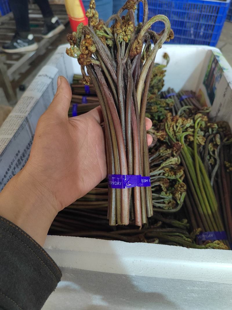 精品蕨菜，