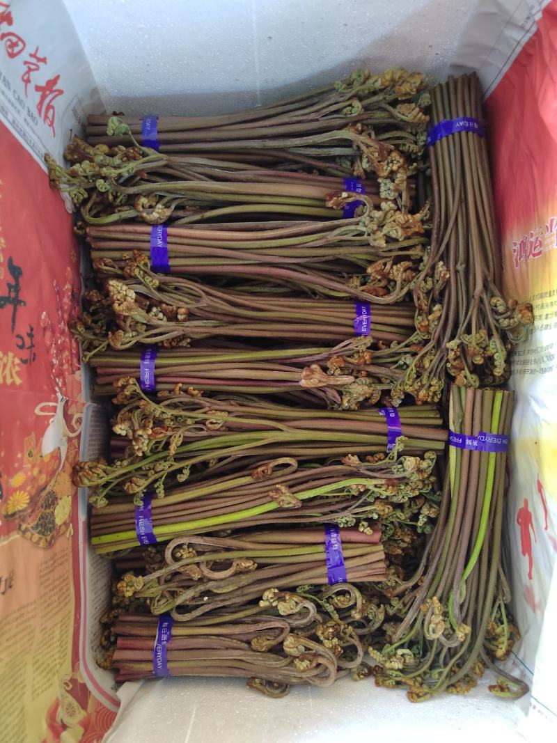 精品蕨菜，