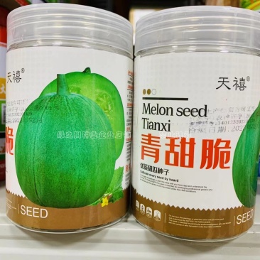 青甜脆甜瓜种子优质早熟梨形浅绿色甜瓜种籽肉质脆，抗病强