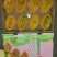 福建漳州下河杨桃