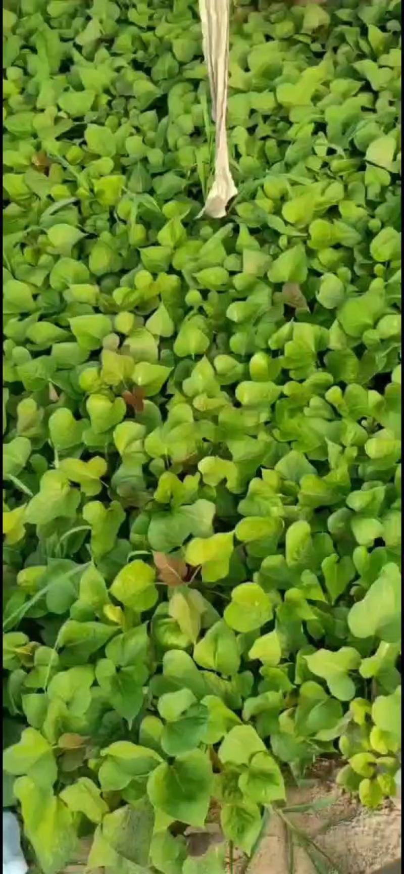 红薯苗蜜薯苗冷棚脱毒苗小拱棚全面晾晒成活率高