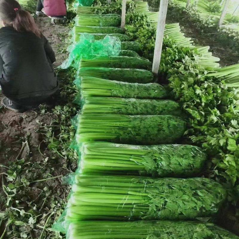 河北邯郸精品芹菜大量供应，产地直发品质保障，欢迎致电