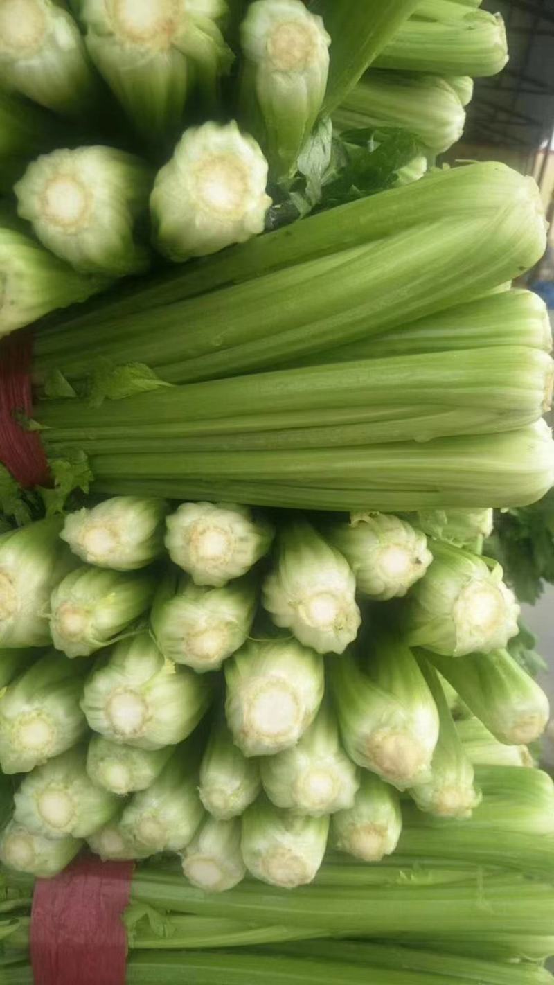 河北邯郸精品芹菜大量供应，产地直发品质保障，欢迎致电