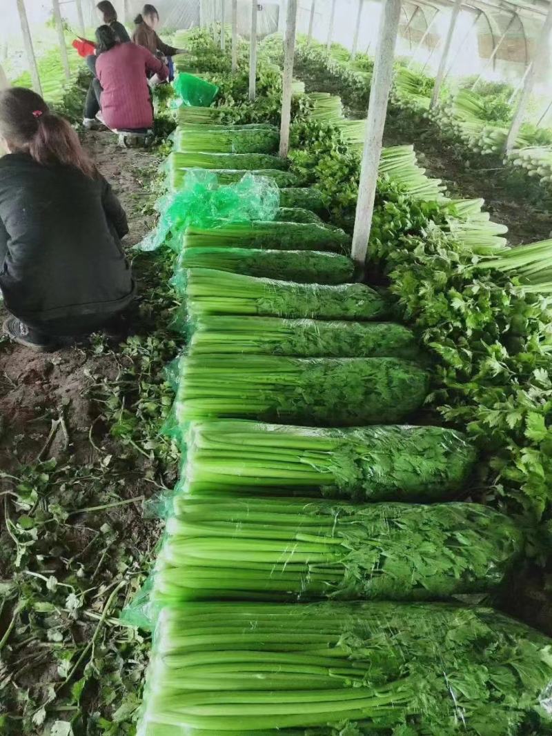 河北邯郸精品芹菜大量供应，产地直发品质保障，欢迎致电
