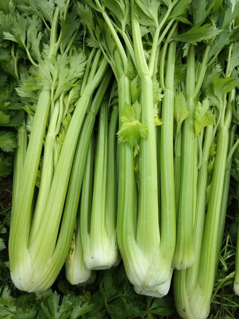 河北邯郸精品芹菜大量供应，产地直发品质保障，欢迎致电