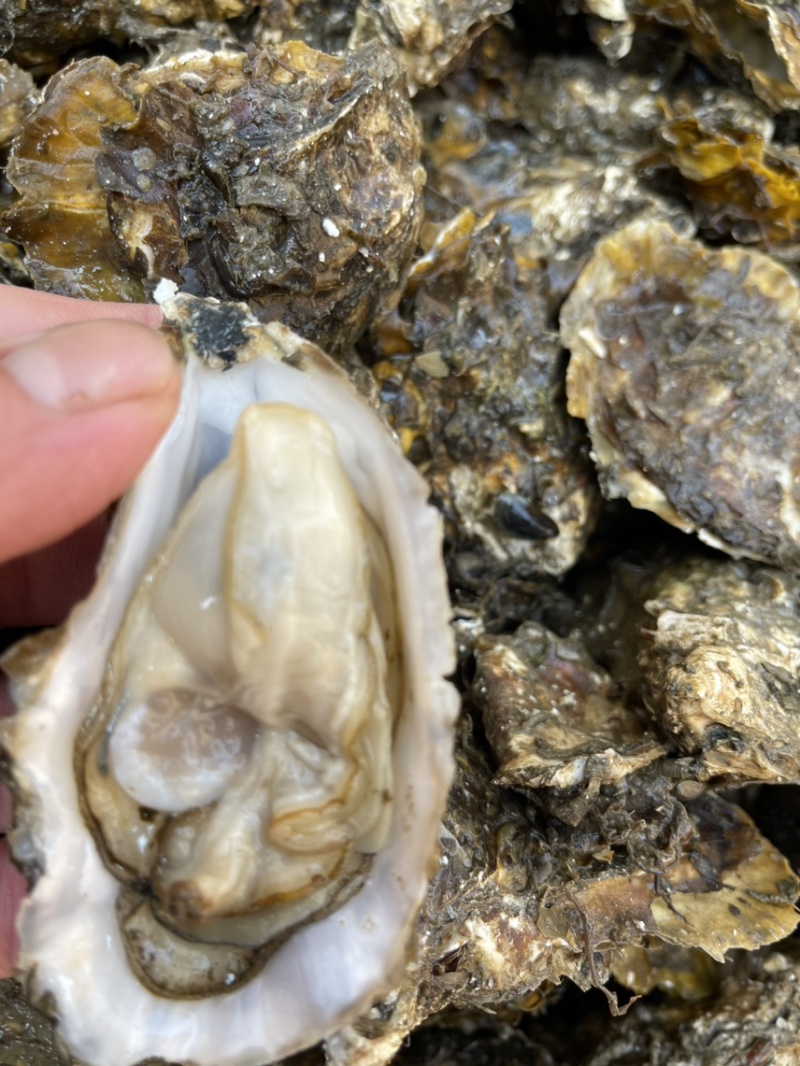 潮汕深海生蚝肥款