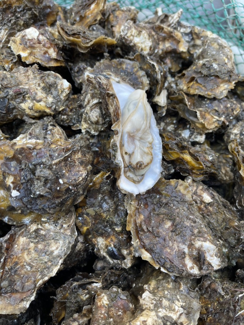 潮汕深海生蚝肥款