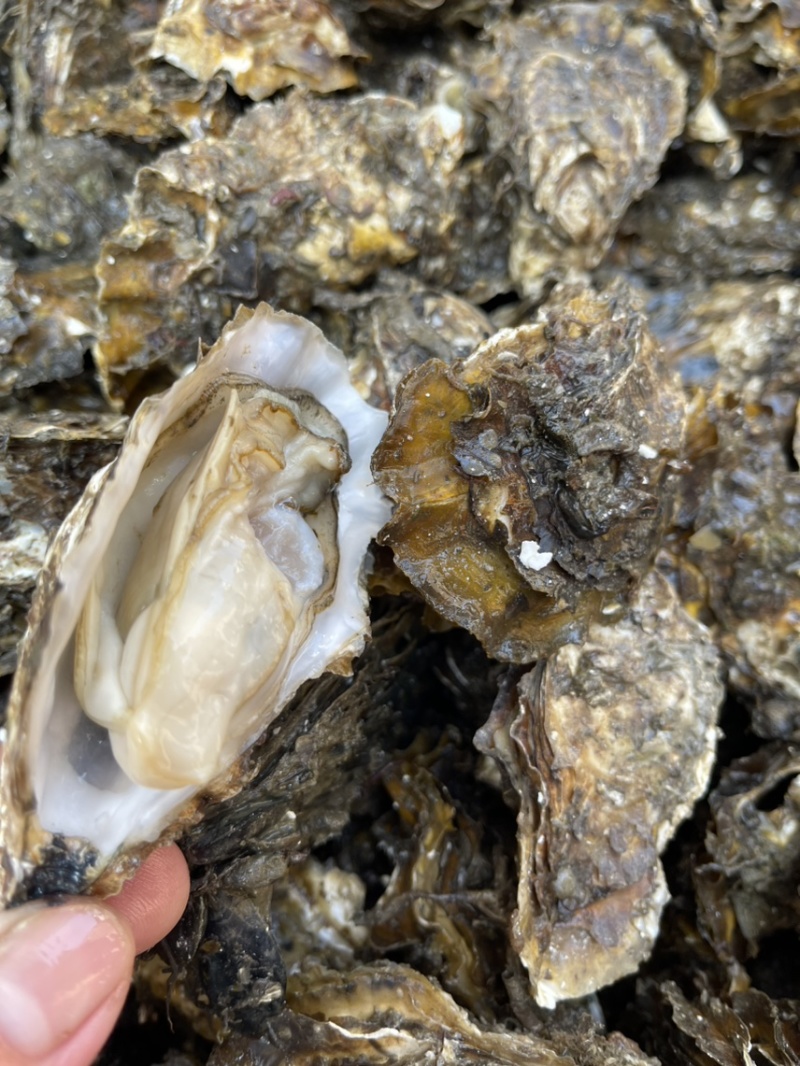 潮汕深海生蚝肥款