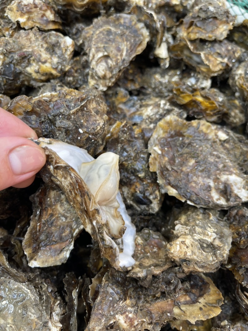 潮汕深海生蚝肥款
