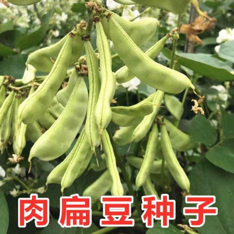 农之子早生肉扁三号肉扁豆种子，10克