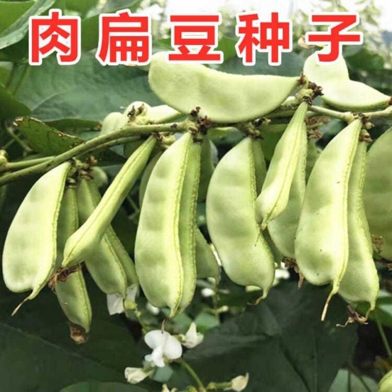 农之子早生肉扁三号肉扁豆种子，10克