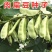 农之子早生肉扁豆肉扁豆种子，10克