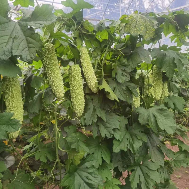 苦瓜苗杂交苦瓜苗齐顶苦瓜白珍珠苦瓜绿珍珠苦瓜苗