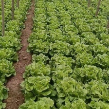 永年区意大利生菜，优质生菜大量供应品质好价格优，量大优惠