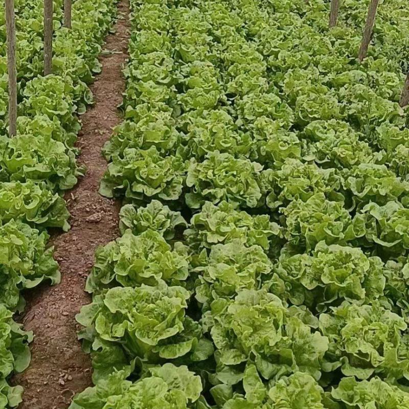 永年区意大利生菜，优质生菜大量供应品质好价格优，量大优惠