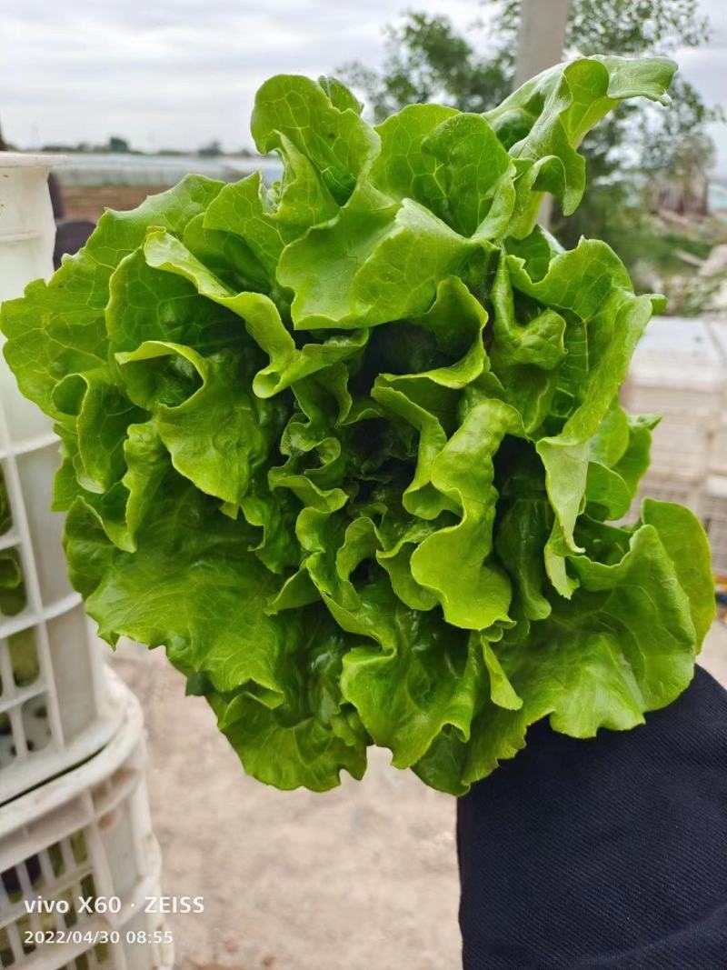永年区意大利生菜，优质生菜大量供应品质好价格优，量大优惠