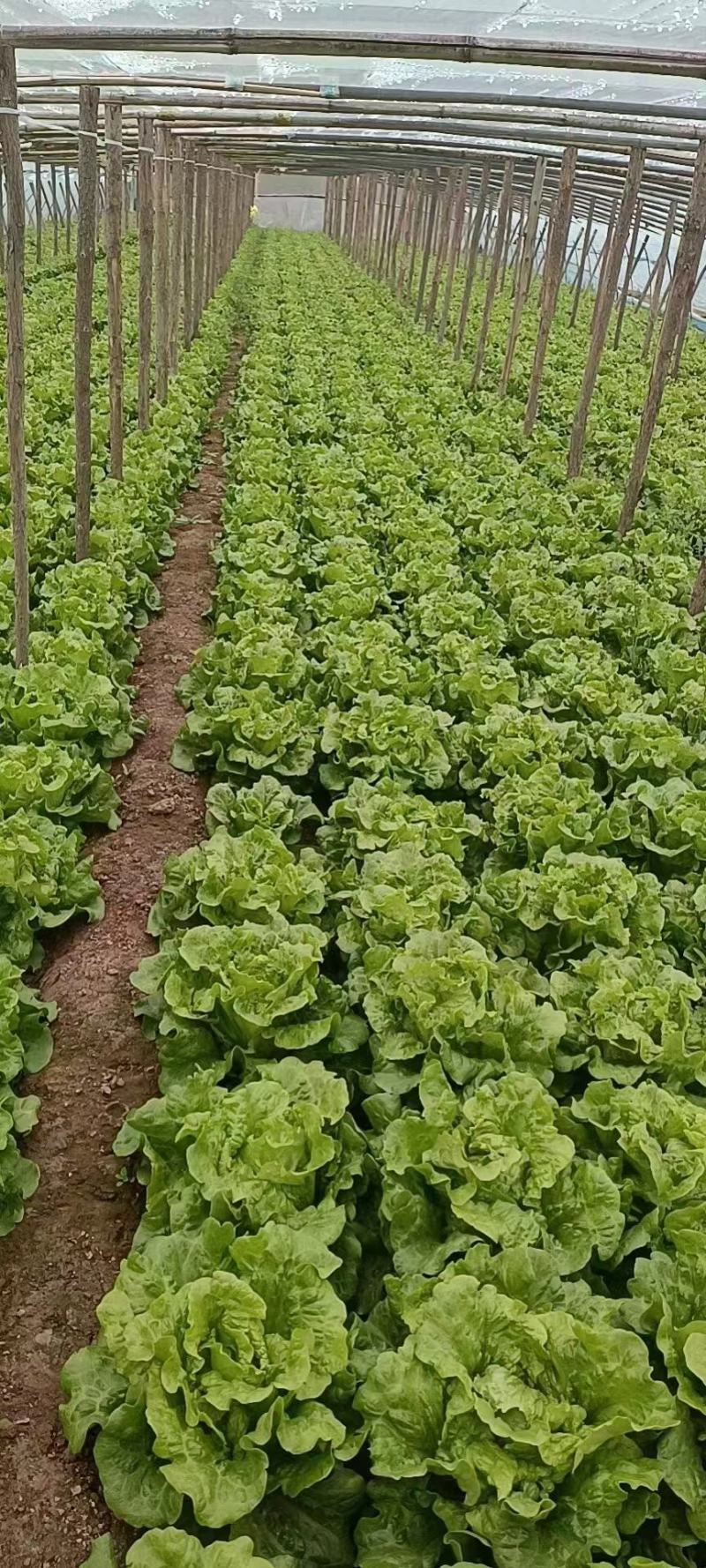 永年区意大利生菜，优质生菜大量供应品质好价格优，量大优惠