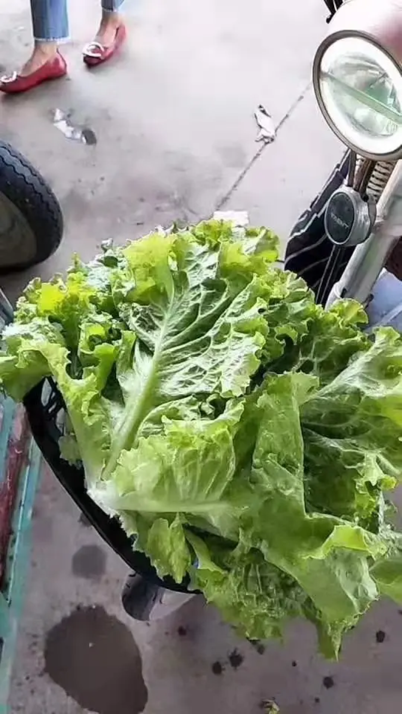 永年区意大利生菜，优质生菜大量供应品质好价格优，量大优惠