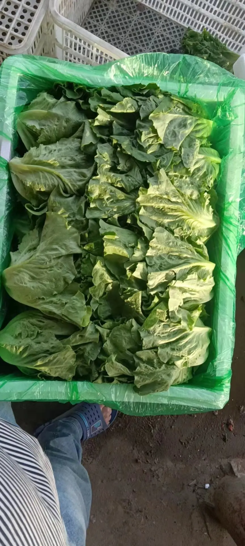 永年区意大利生菜，优质生菜大量供应品质好价格优，量大优惠