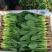 菠菜，河北新鲜菠菜基地货源，价格优惠可视频看货全国发货
