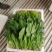 菠菜，河北新鲜菠菜基地货源，价格优惠可视频看货全国发货