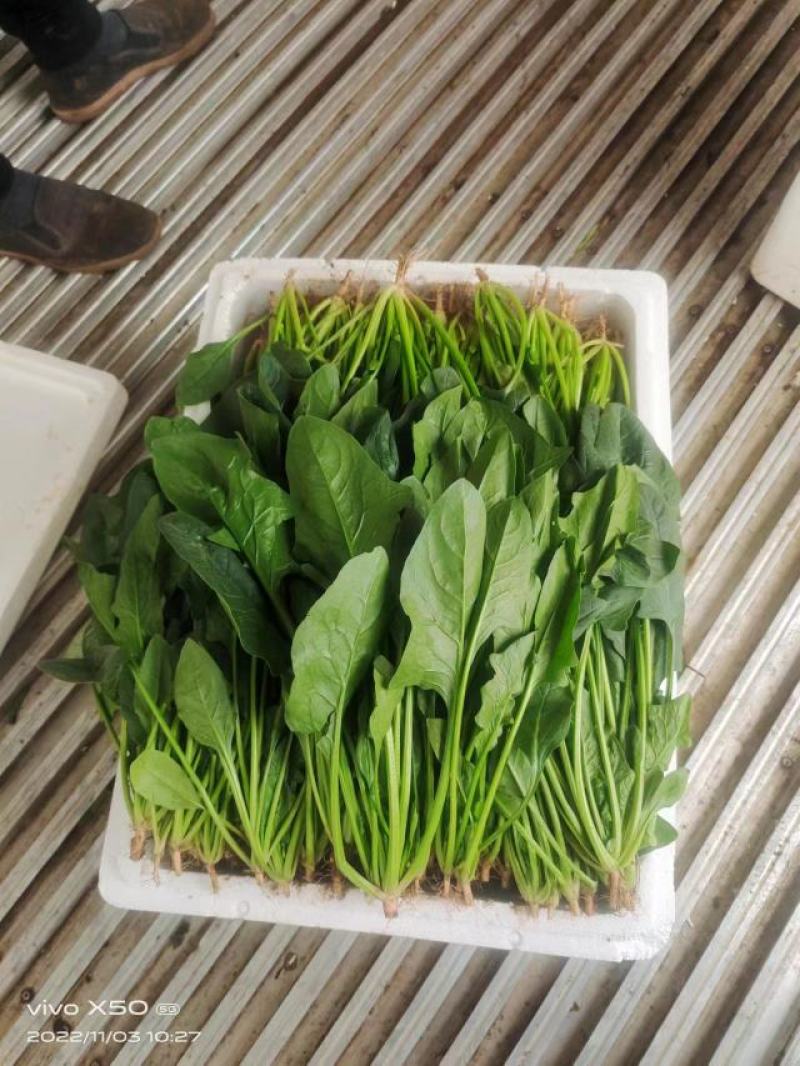 菠菜，河北新鲜菠菜基地货源，价格优惠可视频看货全国发货