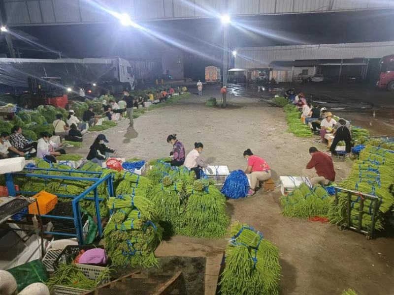 西双版纳傣族自治州豇豆新苗豆子陆续上市，量大价优，欢迎选