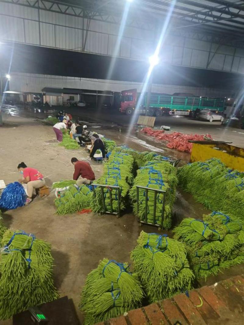 西双版纳傣族自治州豇豆新苗豆子陆续上市，量大价优，欢迎选