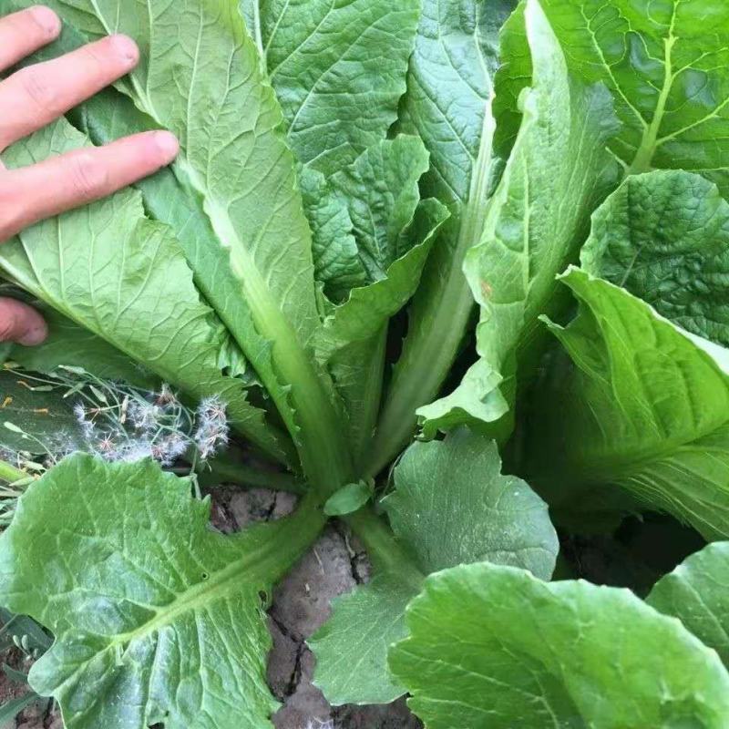 【优质】小白菜新鲜现摘，货量充足价格优惠，欢迎选购