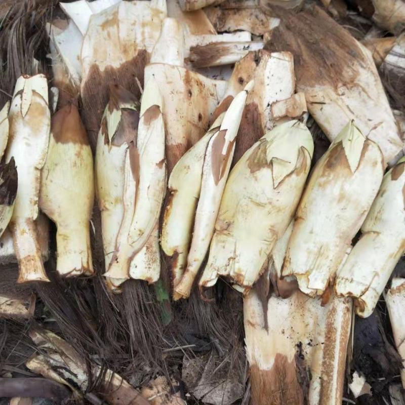【推荐】温州文成县棕包质量保证诚信经营棕笋棕心笋干