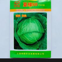 夏绿50甘蓝种子夏播耐热早熟抗高温扁圆型绿球耐裂包菜种