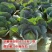 夏绿50甘蓝种子夏播耐热早熟抗高温扁圆型绿球耐裂包菜种