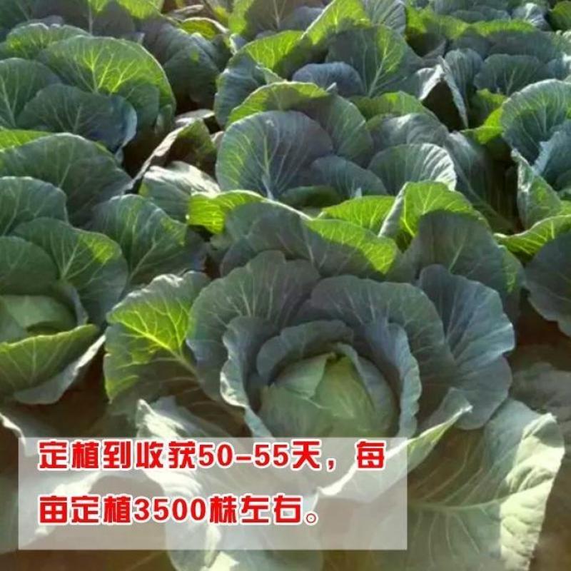 夏绿50甘蓝种子夏播耐热早熟抗高温扁圆型绿球耐裂包菜种