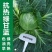 夏绿50甘蓝种子夏播耐热早熟抗高温扁圆型绿球耐裂包菜种