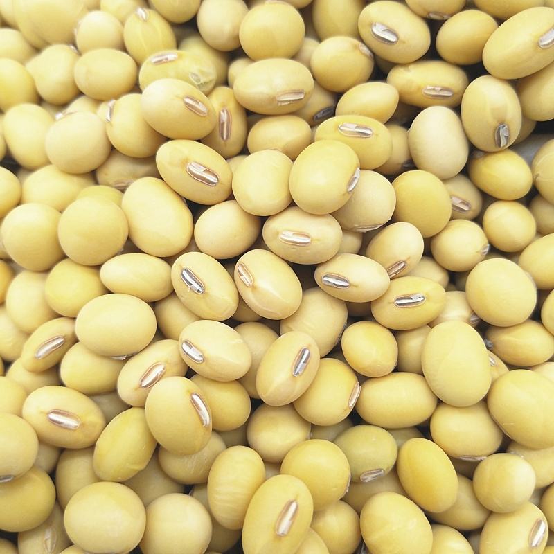 黄豆大豆可做豆腐豆制品国产河北邯郸粮油作物