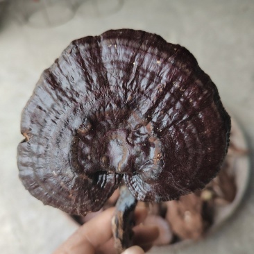 花背蟾蜍