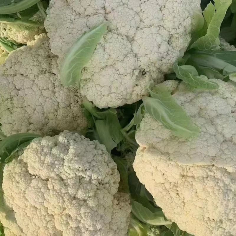 河北邯郸精品菜花大量有货松花菜有机花菜，新鲜现摘品质上乘