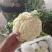 河北邯郸精品菜花大量有货松花菜有机花菜，新鲜现摘品质上乘