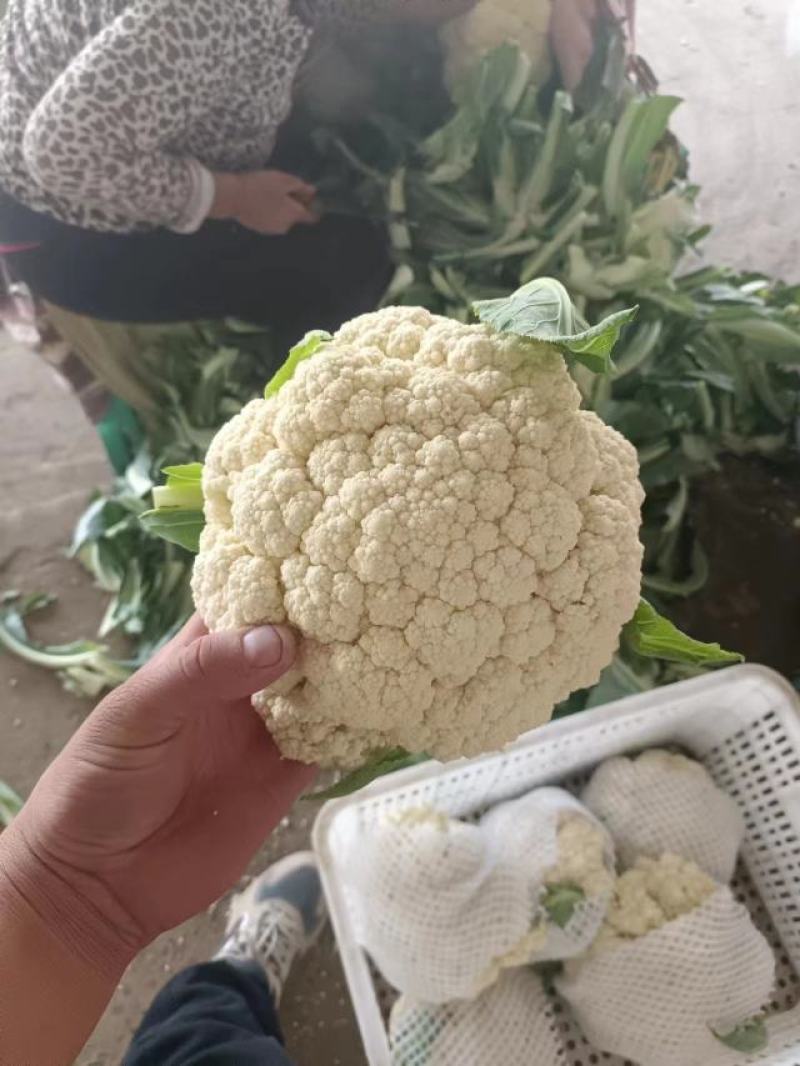 河北邯郸精品菜花大量有货松花菜有机花菜，新鲜现摘品质上乘