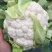 河北邯郸精品菜花大量有货松花菜有机花菜，新鲜现摘品质上乘