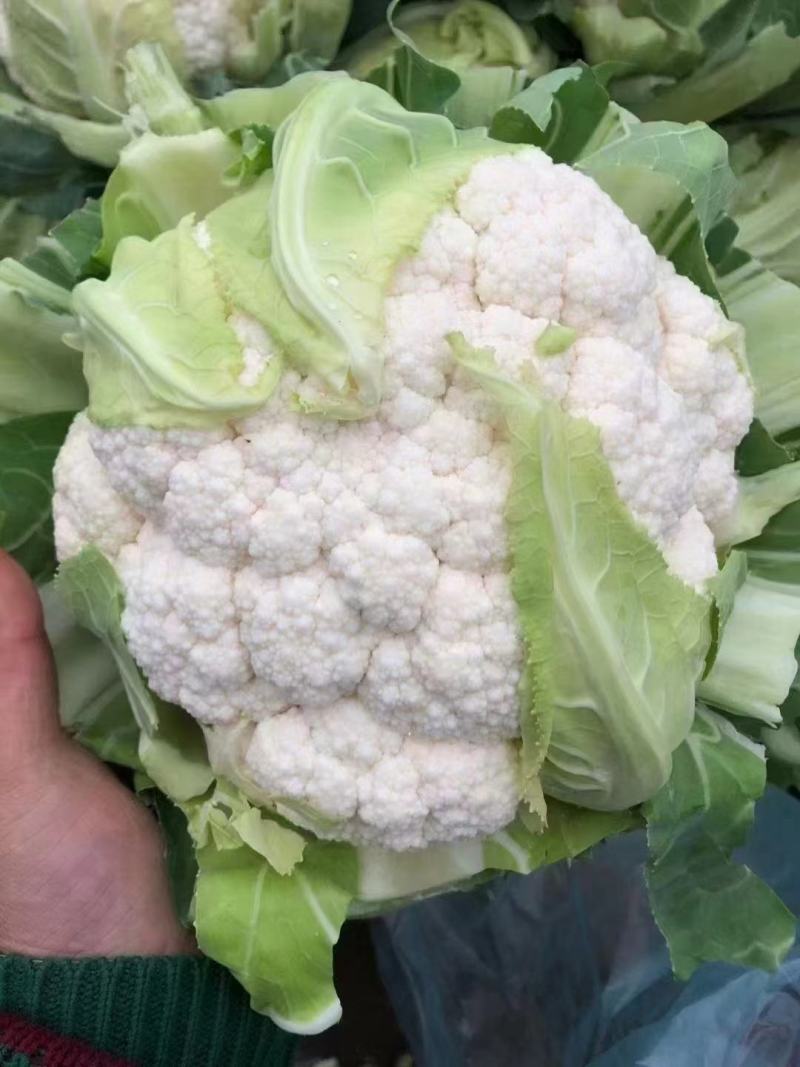 河北邯郸精品菜花大量有货松花菜有机花菜，新鲜现摘品质上乘