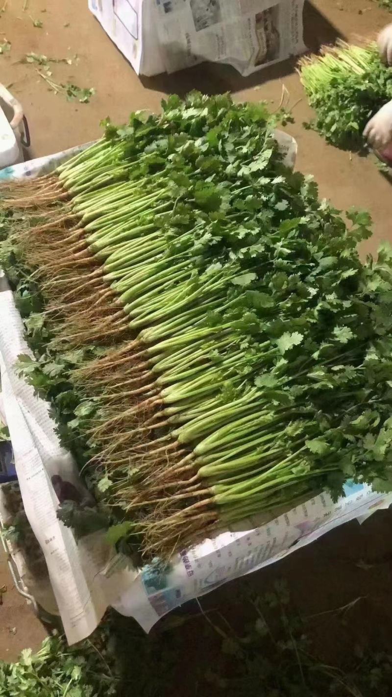 大叶香菜大量有货，基地货源，价格优惠，可实地考察代发全国