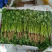 大叶香菜大量有货，基地货源，价格优惠，可实地考察代发全国