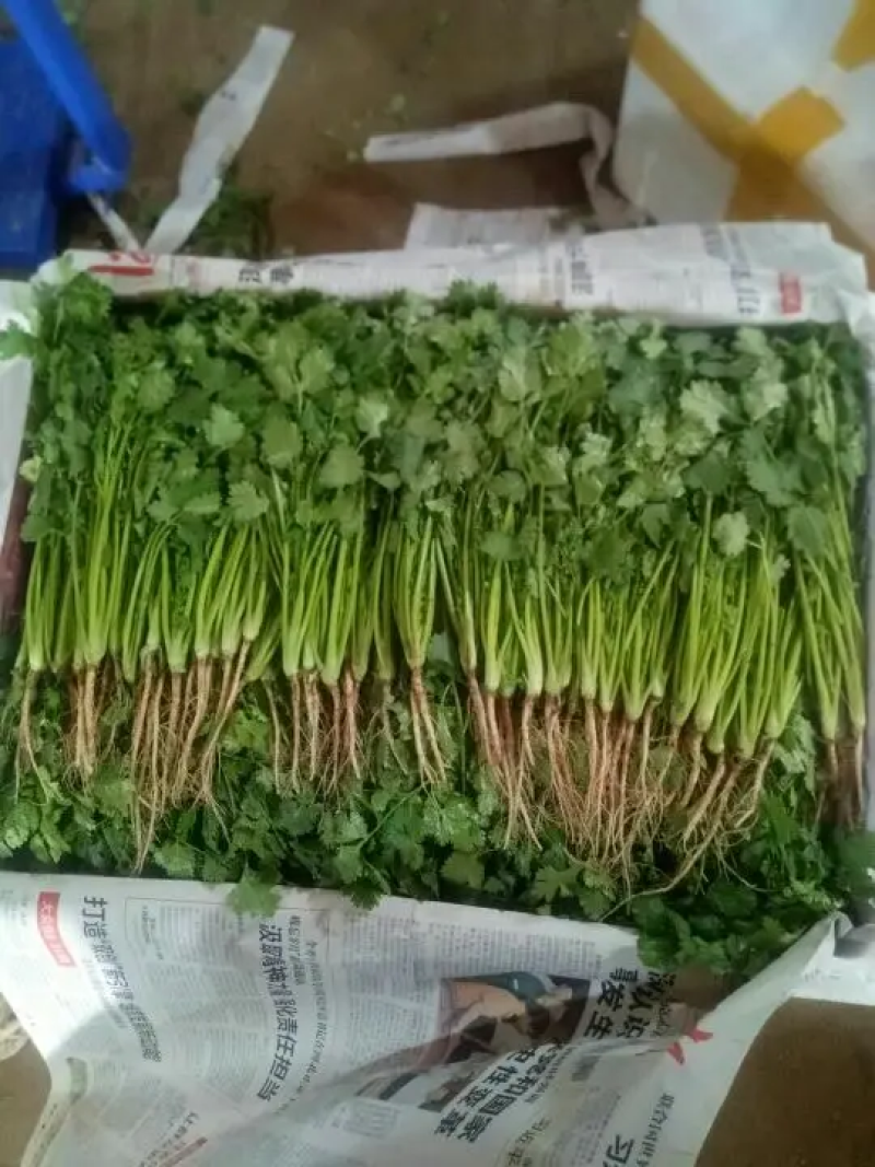 大叶香菜大量有货，基地货源，价格优惠，可实地考察代发全国