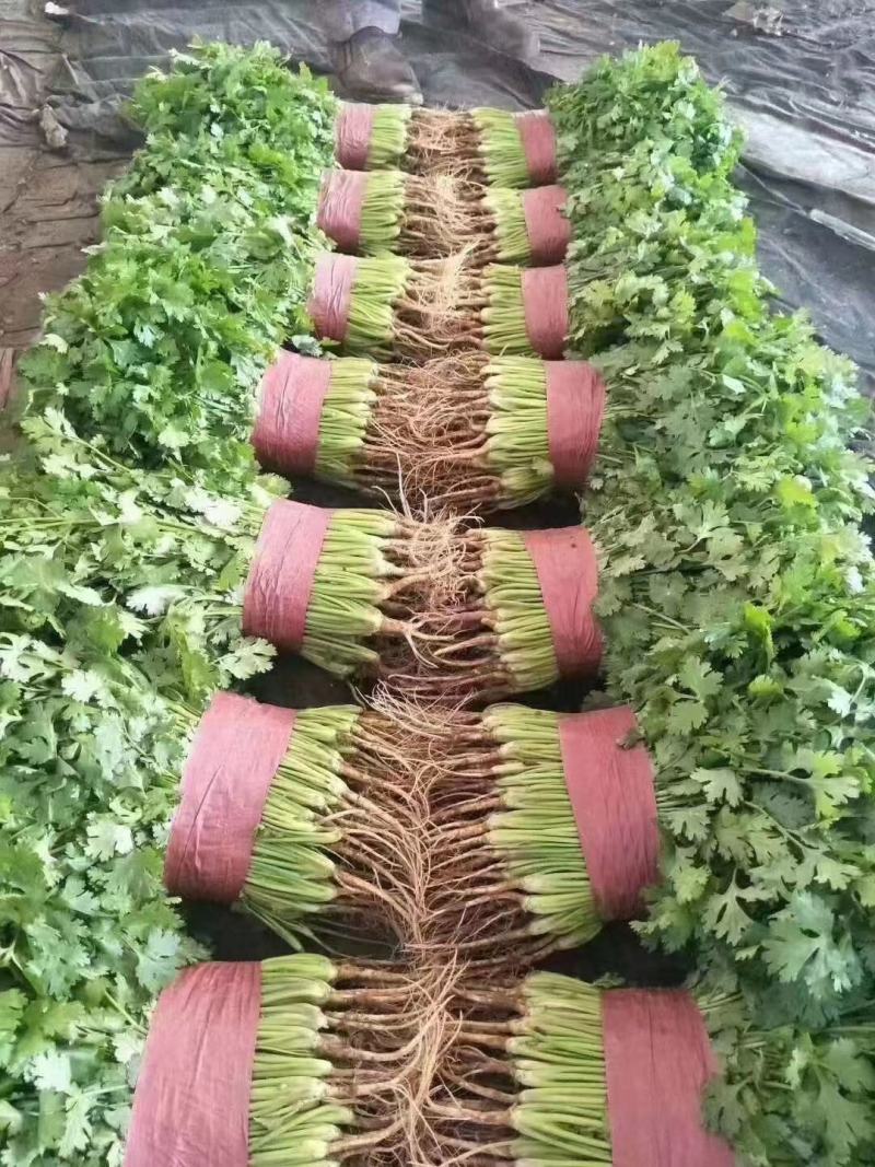 大叶香菜大量有货，基地货源，价格优惠，可实地考察代发全国