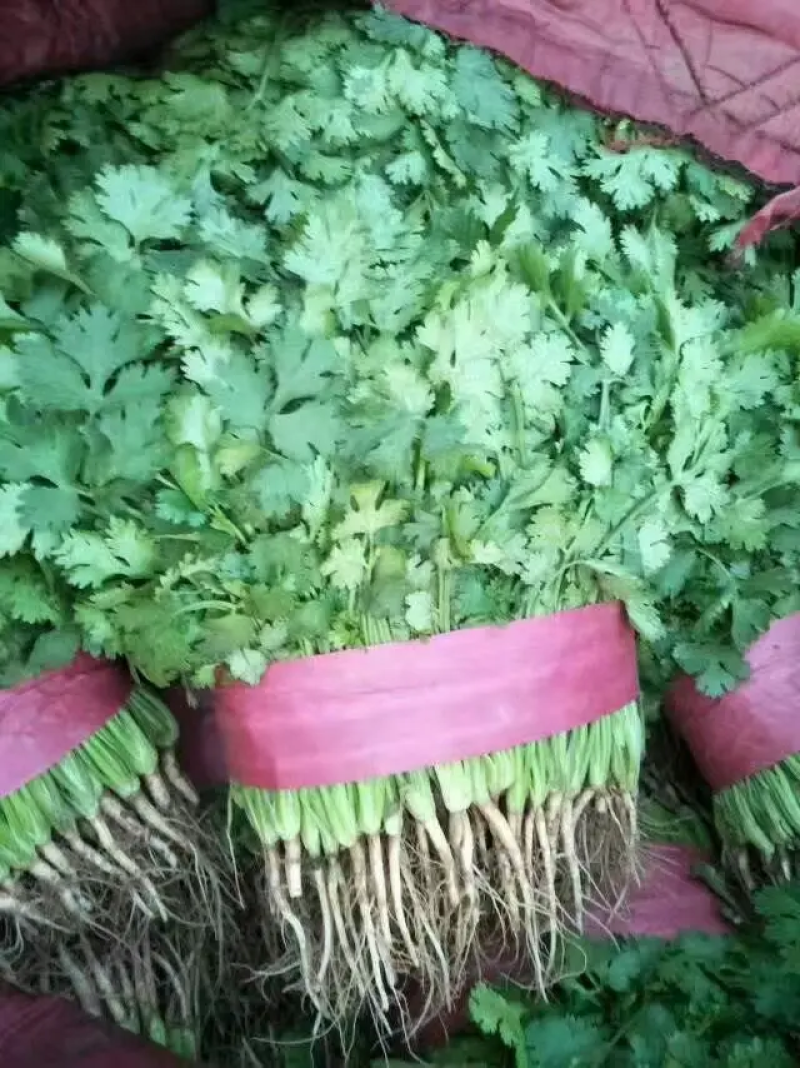 大叶香菜大量有货，基地货源，价格优惠，可实地考察代发全国