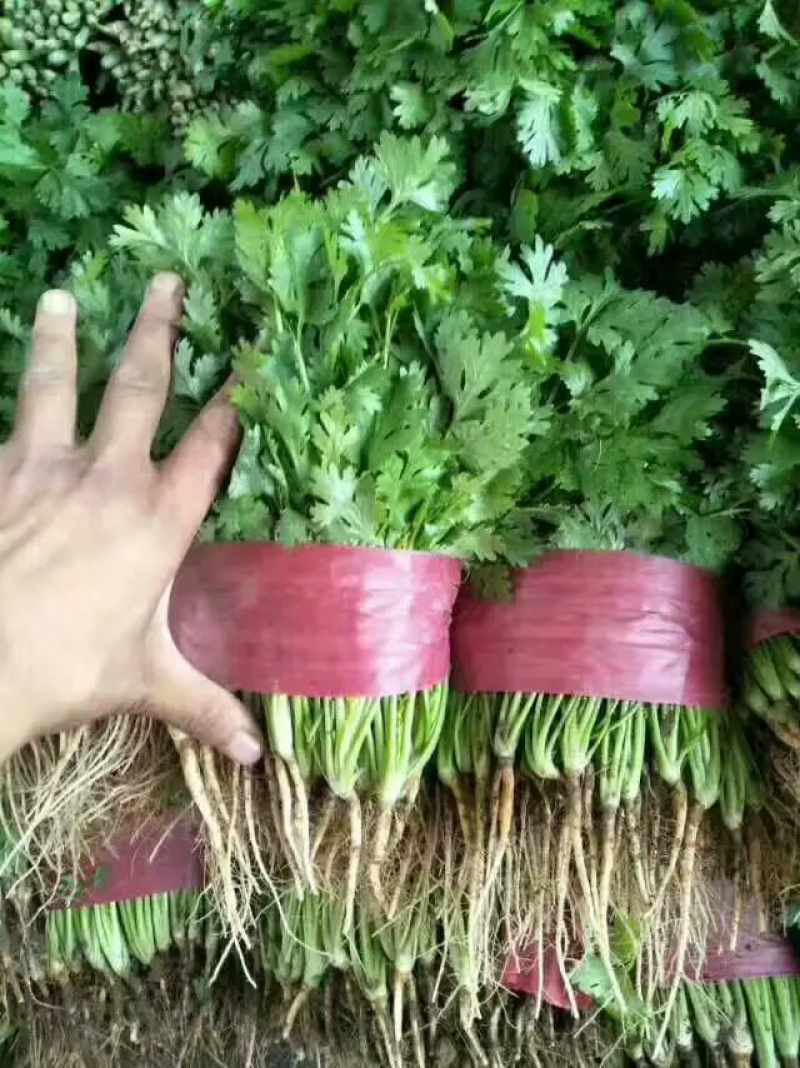 大叶香菜大量有货，基地货源，价格优惠，可实地考察代发全国