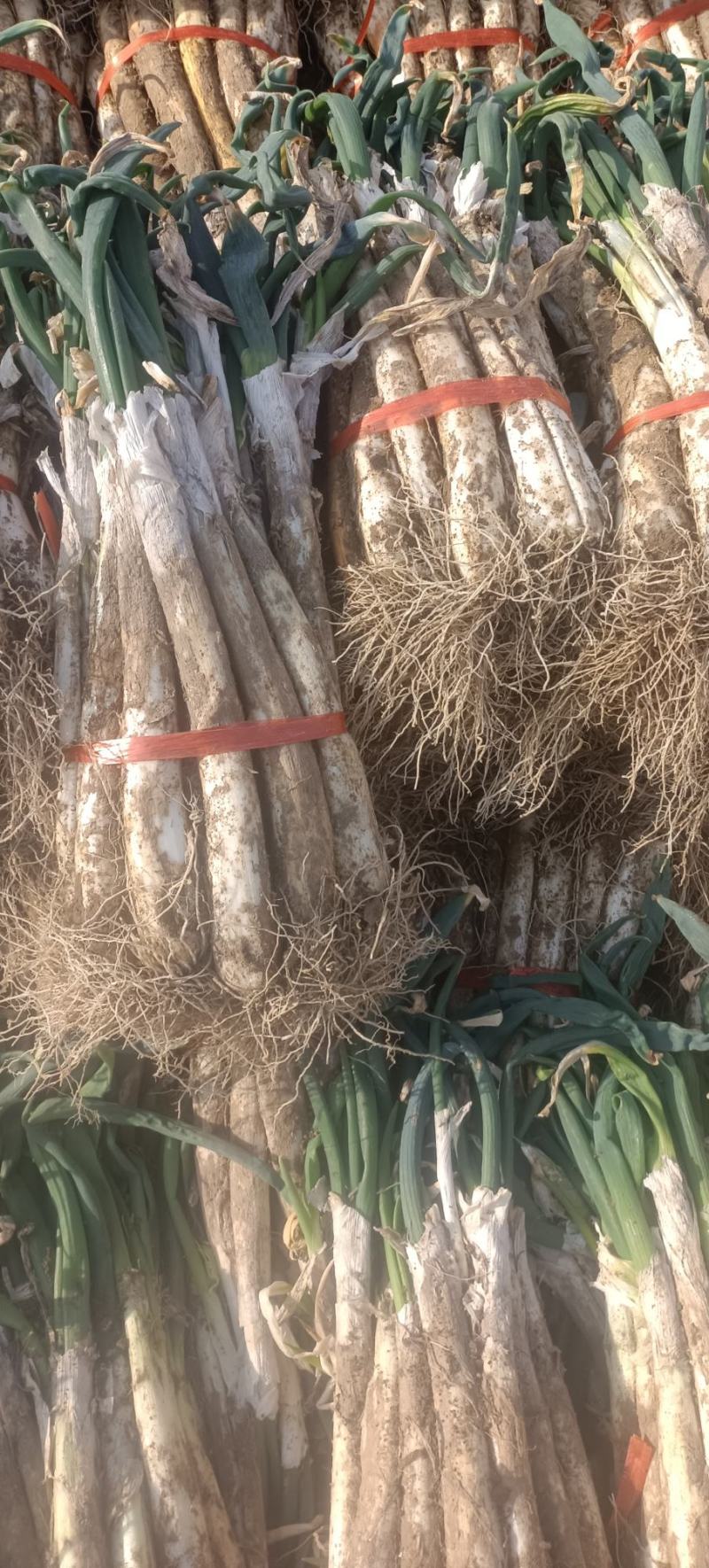 临洮羊角葱，白杆瓷实味道浓郁