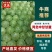 精品甘蓝中甘甘蓝，包菜价格优惠品质保证，常年供应可发全国