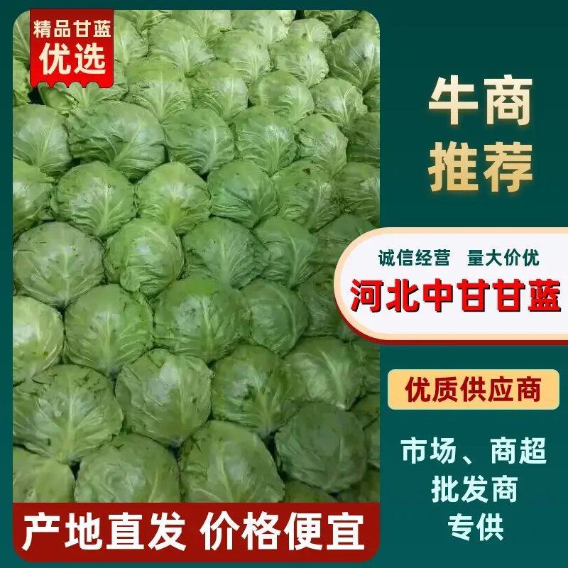 精品甘蓝中甘甘蓝，包菜价格优惠品质保证，常年供应可发全国